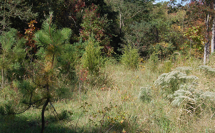 pine oak public lands landscape design & restoration services